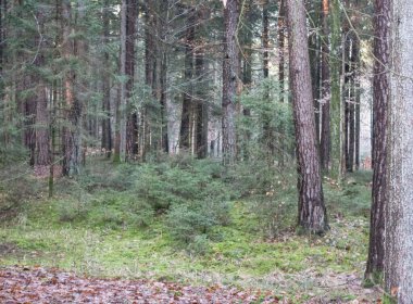 Ormanların yeniden ağaçlandırılması veya yeniden ağaçlandırılması, ağaç dikimi ve büyümesi