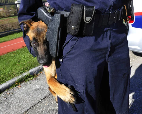 Полицейская Собака Специальная Дрессированная Собака Помощи Полиции Известная — стоковое фото