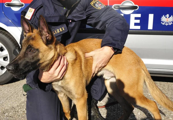 police dog, special trained dog to assist the police, also known as K-9 unit
