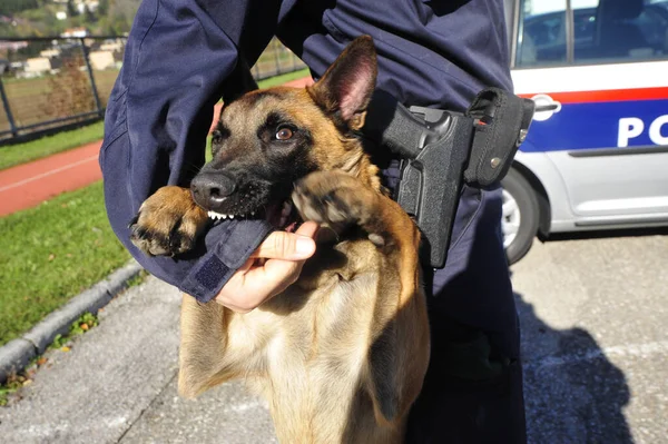 police dog, special trained dog to assist the police, also known as K-9 unit