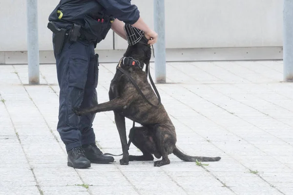 police dog, special trained dog to assist the police, also known as K-9 unit