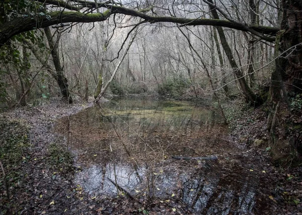 Zahradní Jezírko Přírodní Krajina Vodou Rostlinami — Stock fotografie