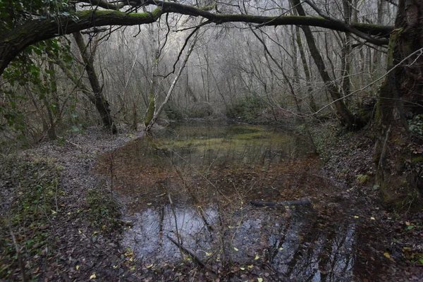 Laghetto Giardino Paesaggio Naturale Con Acqua Piante — Foto Stock