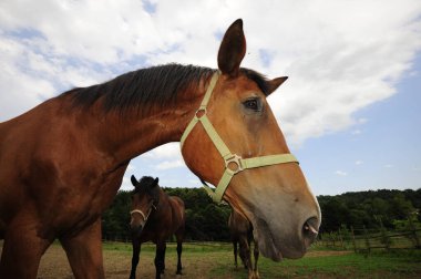 Çayır ve çitle çayırda duran at.