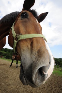 Çayır ve çitle çayırda duran at.