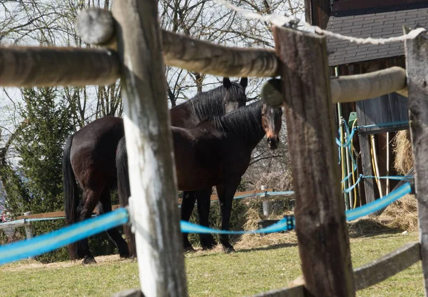 Häst Stående Hage Med Äng Och Staket — Stockfoto