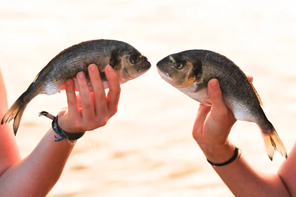 fish symbol, an aquatic animal which lives in the water