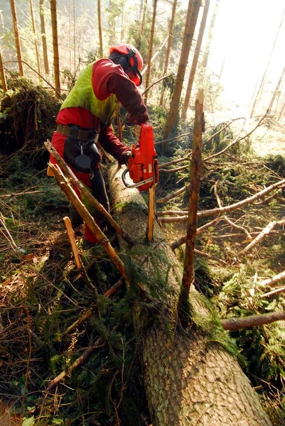 Seorang Penebang Kayu Dengan Gergaji Mesin Yang Memotong Pohon Hutan — Stok Foto
