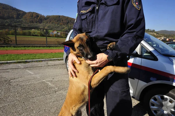 Полицейский Собаковод Своей Специальной Обученной Полицейской Собакой — стоковое фото