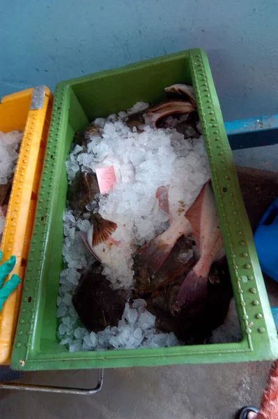 Свежая Рыба Выловленная Моря Рынке — стоковое фото