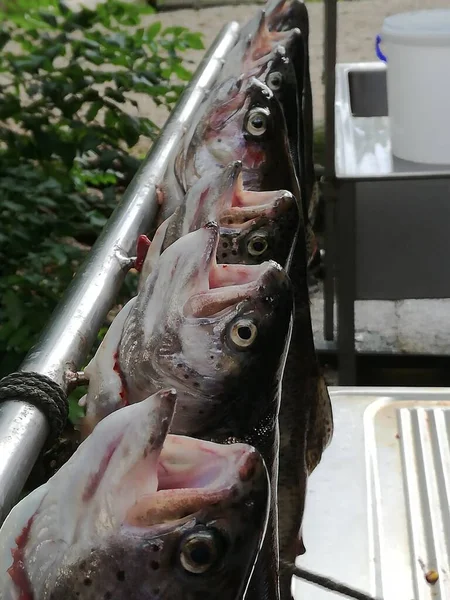 Свежая Рыба Выловленная Моря Рынке — стоковое фото