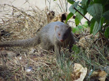 Firavun faresi, Avrupa, Asya ve Afrika 'ya özgü küçük bir karasal etobur memeli.