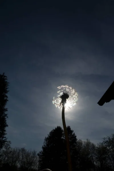 Luce Come Forza Vitale Natura Sole Energia Vitalità — Foto Stock