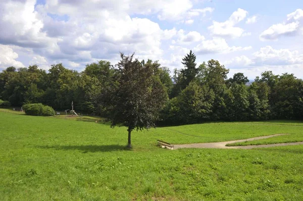 Giardinaggio Progettazione Giardino Pianificazione Del Paesaggio Con Piante — Foto Stock