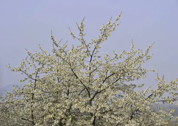 Körsbärsträd Blomma Våren Fruktträd Spirande Och Vår Uppvaknande — Stockfoto