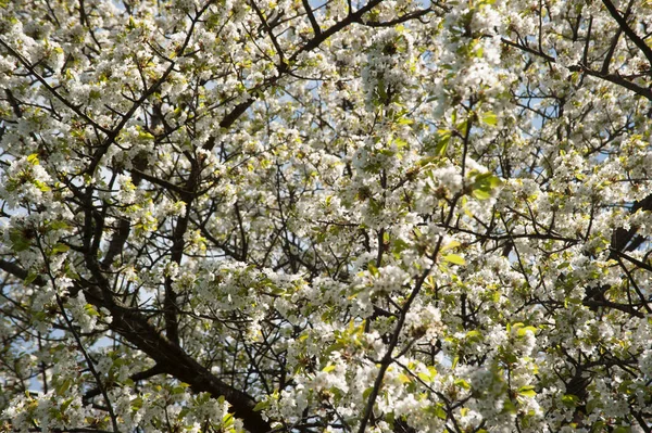 Körsbärsträd Blomma Våren Fruktträd Spirande Och Vår Uppvaknande — Stockfoto