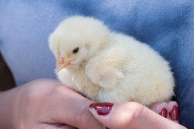 Çiftlikteki genç piliç, tavuk yetiştiriciliği ve çiftlik hayvanı yetiştiriciliği.