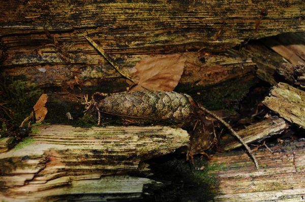 Végétation Naturelle Sur Sol Forestier Feuilles Plantes Arbres — Photo