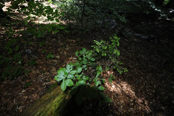 Természetes Növényzet Erdős Talajban Növények Fák Levelei — Stock Fotó