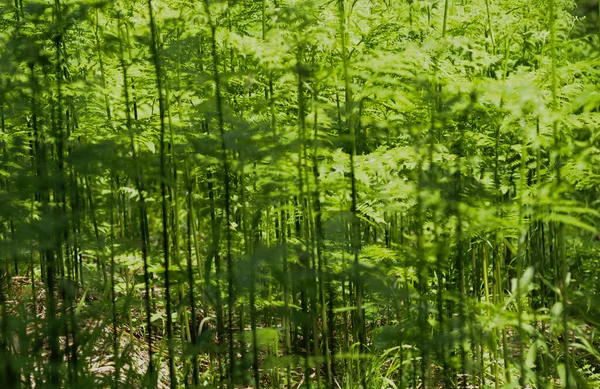 Fougère Feuillue Verte Dans Forêt Plantes Dans Nature — Photo