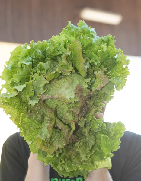 Зеленый Салат Салат Часть Здорового Питания — стоковое фото