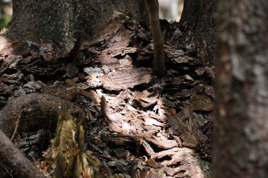 Orman ya da ilkel orman Rothwald doğa rezervi Avusturya 'da
