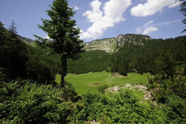 Selva Bosque Primitivo Rothwald Reserva Natural Austria —  Fotos de Stock