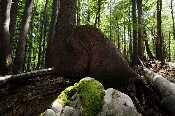 Hutan Atau Hutan Purba Cagar Alam Rothwald Austria — Stok Foto