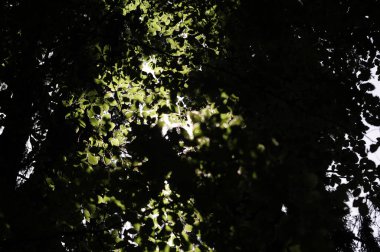 Orman ya da ilkel orman Rothwald doğa rezervi Avusturya 'da