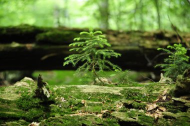 Orman ya da ilkel orman Rothwald doğa rezervi Avusturya 'da