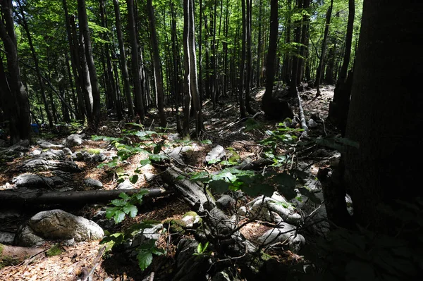 Hutan Atau Hutan Purba Cagar Alam Rothwald Austria — Stok Foto