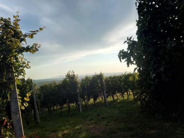 Yazın yeşil yapraklı üzüm bağları, bahçelerde büyüyen şaraplar.