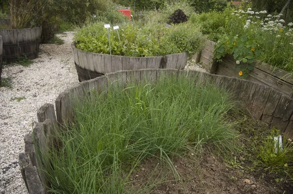 Bir bahçe ki, içinde bitkiler ve bitkiler var.