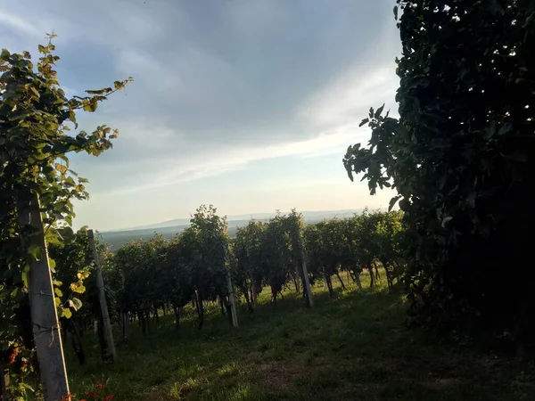 Yazın yeşil yapraklı üzüm bağları, bahçelerde büyüyen şaraplar.