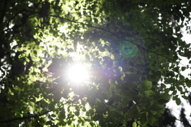 Orman ya da ilkel orman Rothwald doğa rezervi Avusturya 'da