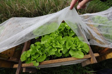 Tarımda gıda üretimi için plastik sera ya da folyo serası