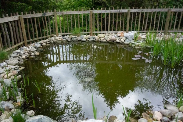 Ein Gartenteich Und Eine Naturlandschaft Mit Wasser Und Pflanzen — Stockfoto