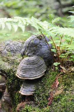Orman ya da ilkel orman Rothwald doğa rezervi Avusturya 'da