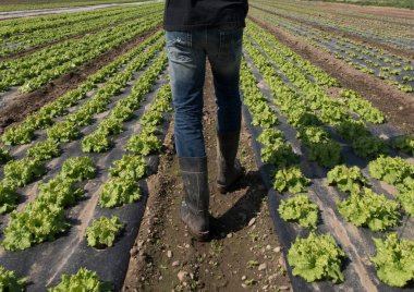 Tarlada yeşil marul, tarımda sebze üretimi