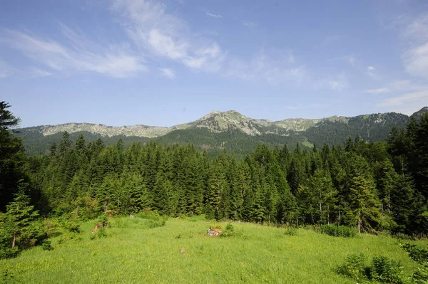 Selva Bosque Primitivo Rothwald Reserva Natural Austria —  Fotos de Stock