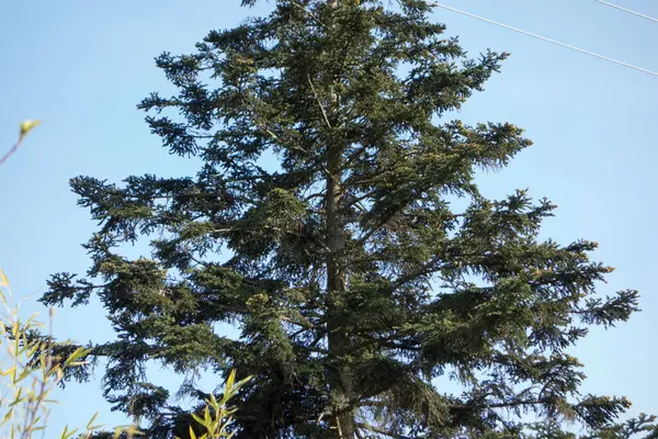 Drzewa Iglaste Stojące Obszarze Leśnym Alpach — Zdjęcie stockowe