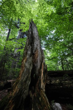 Orman ya da ilkel orman Rothwald doğa rezervi Avusturya 'da