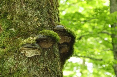 Orman ya da ilkel orman Rothwald doğa rezervi Avusturya 'da