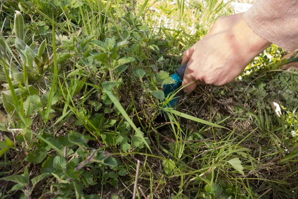 Gardener Working Garden Plant Growing Plant Care — Stock Photo, Image