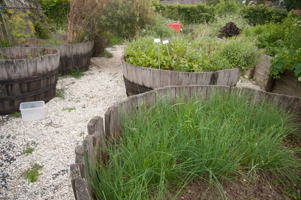 Jardín Con Varias Plantas Cultivo Hierbas — Foto de Stock