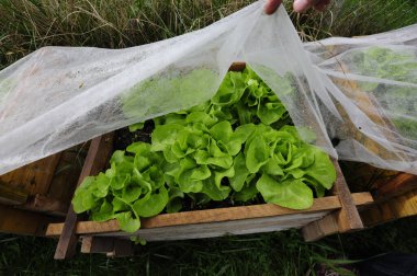 Tarımda gıda üretimi için plastik sera ya da folyo serası