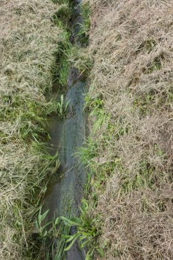 Runnel ya da doğada küçük bir su akıntısı