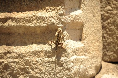 Bir kertenkele, sürüngen ailesinin bir parçası olan bir hayvan.