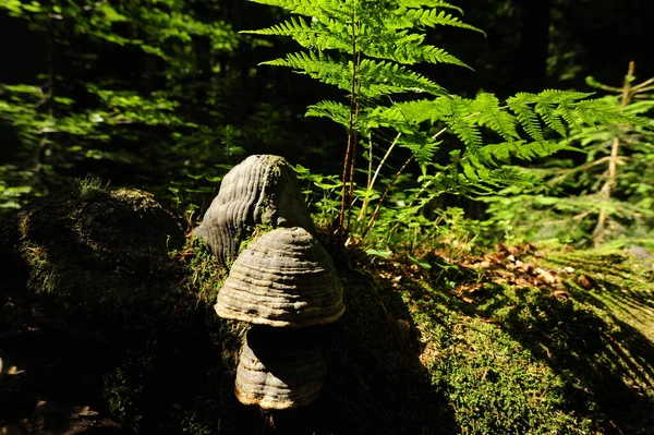 オーストリアのジャングルや原生林ロスワルド自然保護区は — ストック写真