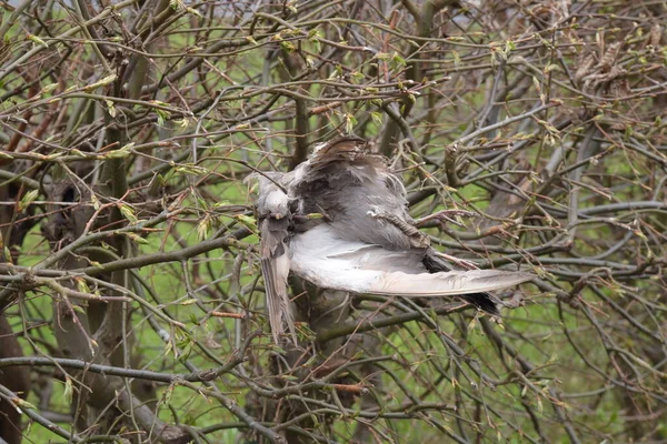 Ein Tierkadaver Eines Vogels Ein Toter Tierkörper — Stockfoto